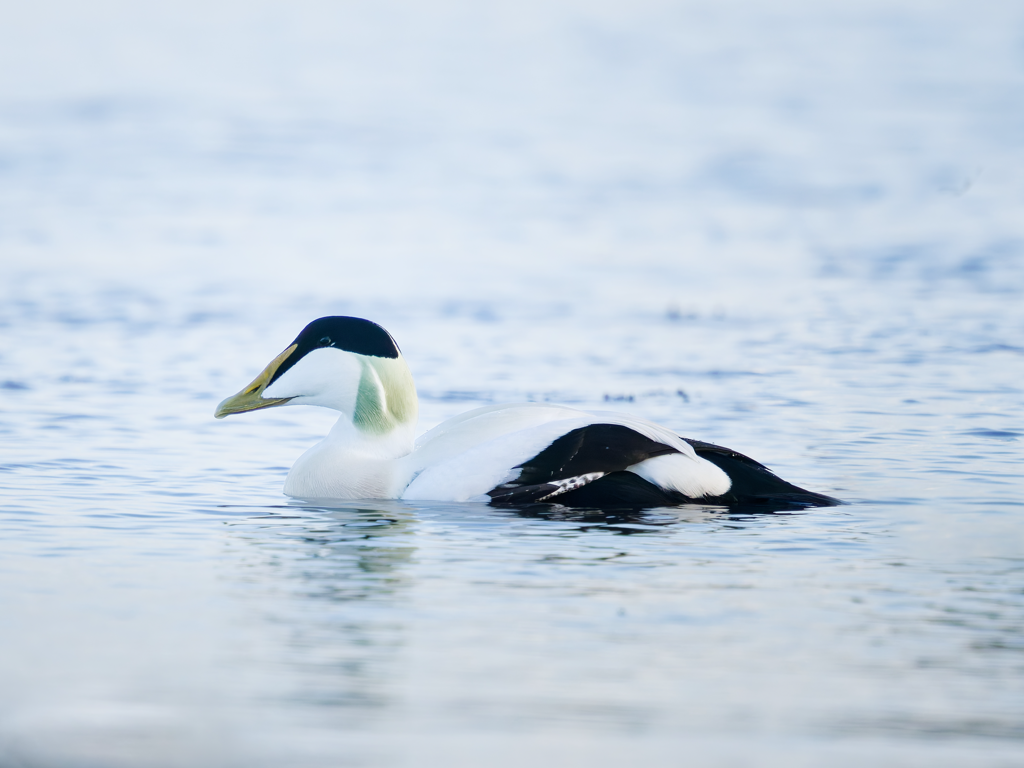 Eider